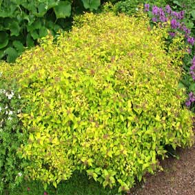 Spiraea japonica 'Goldmound'